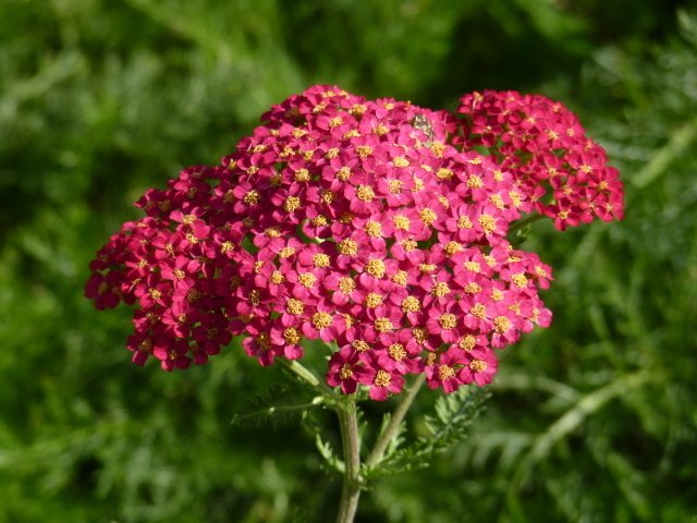 Achillea millefolium 'Paprika' fleur